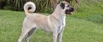 Anatolian Shepherd - Wikipedia