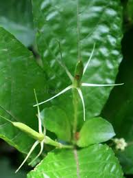 Image result for Petiveria alliacea