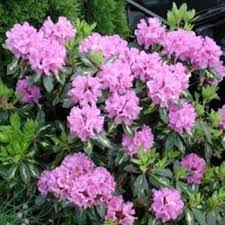 Rododendron Vaxter Tradgardsvaxter Perenner