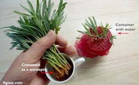 Image result for lavender cuttings