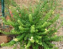 Image result for Barleria rotundifolia