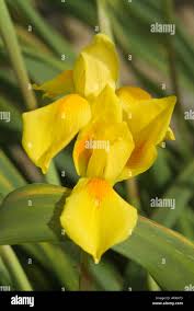 Image result for Moraea spathulata