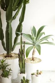 Fruhlings Interieur Ideen Plants Indoor Cactus Plants Indoor Cactus