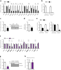Perfekt geeignet für deinen nächsten campingausflug wurden die details des schrankes liebevoll und funktionell gestaltet. Cd98hc Slc3a2 Sustains Amino Acid And Nucleotide Availability For Cell Cycle Progression Scientific Reports