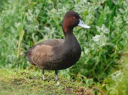 Image result for Erythrococca polyandra