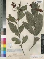 Image result for Necepsia castaneifolia