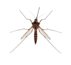 Industry:veterinary service of dairy livestock. Mosquito Control Services Rancho Cucamonga Bishop San Bernardino Ca Big Pine Pest Control