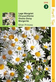 Zaden Chrysanthemum Lage Margriet Silver Princess Hortitops