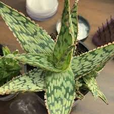 Image result for Aloe carnea