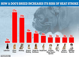For most of central arizona. Snouts Make Flat Faced Dogs Twice As Likely To Get Heat Stroke Daily Mail Online