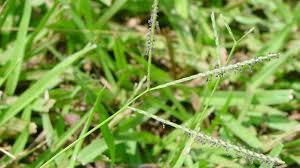 To lay carpet, or to have carpet installed, in an area. Carpetgrass Nc State Extension Publications