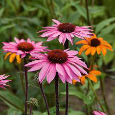 Echinacea Purpurea Prairie Pillars Merlot White Flower Farm Echinacea Purpurea Echinacea