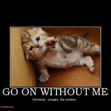 21 Adorable Cats Who Just Want A Hug Cute Animal Photos Adorable Cute Animals Kittens Funny