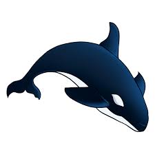 Draw the top fin and the tail. How To Draw A Orca Novocom Top
