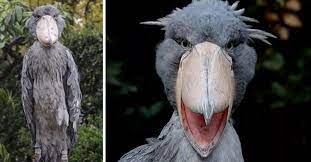However, genetic evidence places it with the pelecaniformes. Shoebill Prehistoric Dinosaur Looking Bird Sounds Like A Machine Gun