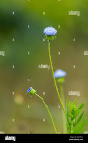 Image result for Crassocephalum rubens