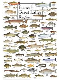 600 30520 Fishes Of The Great Lakes Jpeg 600 800 Pixels Freshwater Fish Great Lakes Region Fresh Water