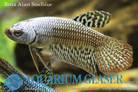 For the record, robert was not told to come in to film or put away. New Bettas 2 Alien Blue Alien Steel Blue And Alien Green Aquarium Glaser Gmbh