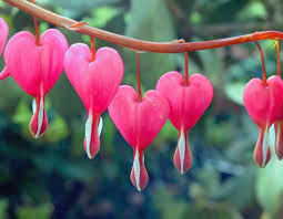 Bleeding Heart Flower Google Search Bleeding Heart Bleeding Heart Flower Flowers Perennials