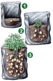 Je Eigen Aardappelen In Zak Kweken Met Deze Tips Tuin En Balkon Aardappelen Kweken Groenten Tuin Tuin