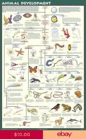 Animal Development 24x36 Nature Poster Science Evolution