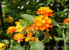 Cosmos plant cosmos flowers orange flowers my flower flower power beautiful gardens beautiful flowers tomato seeds gardening supplies. 10 Drought Tolerant Native Plants For Houston Buchanan S Native Plants