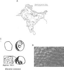 Image result for Eleusine kigeziensis