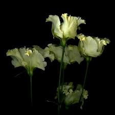 Lisianthus By Magda Indigo Green Flowers Flower Garden Flowers