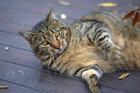 Heaviest cat in the world. Are Tabby Cats Usually Fat Here S What You Need To Know