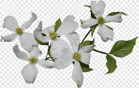 Florida) are resistant to anthracnose and decline and should be used to replace dying trees. Flowering Dogwood Cornus Officinalis Cornus Sericea Watercolor White Flower Leaf Branch Png Pngegg