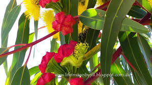 Check spelling or type a new query. Life Images By Jill Red Capped Gum Tree Street Art Safari