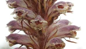 Image result for Orobanche minor