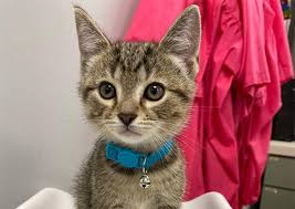Care keeping your pet healthy; Nickel City Animal Hospital Buffalo Veterinarians