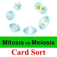 Card Sort Activity Mitosis Vs Meiosis Mitosis Meiosis Mitosis Vs Meiosis
