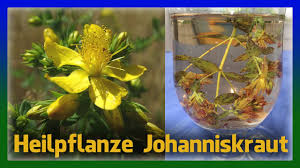 Nehmen sie sich zeit und erfahren sie etwas. Heilpflanze Johanniskraut Wirkung Gegen Depressionen Und Fur Haut Youtube