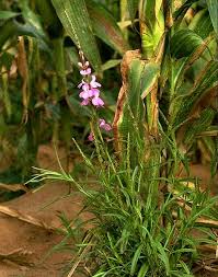 Image result for Striga