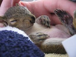 Rosi The Rescue Baby Squirrel Cute Baby Animals Cute Animals