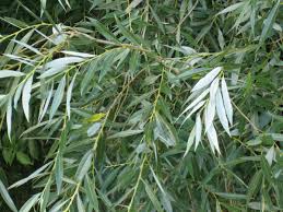 (this is the template you should follow when beginning entries in the plant encyclopedia. Salix Alba Wikipedia