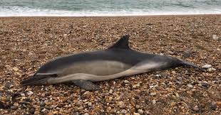 New Study Finds Plastic In 50 Dead Whales Dolphins Seals Whale Mammals Dolphins