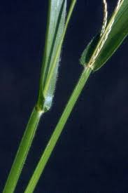 Image result for Axonopus