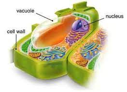 Rieder in 1982 15 ) and more recently by rapid freezing and substitution. Plant Cell Accessscience From Mcgraw Hill Education