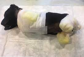 Sakarya Da Bacaklari Ve Kuyrugu Kesilip Ormana Atilan Yavru Kopek Hayatini Kaybetti Onedio Com