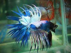 Jual lukisan bunga abstrak valetsedia juga artbungapemandangan via bukalapak.com. Pelda Heri Peldaheri Profil Pinterest