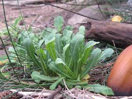 Image result for Launaea