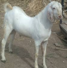 Male bakra malwa jaat hai 9. Sojat Gawran Bakra For Qurbani Sale Faisal Goat Farms Facebook