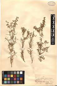 Image result for Panicum arcurameum