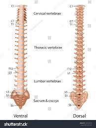 Vertebrae separated by intervertebral discs. The Vertebral Column Labeled Royalty Free Stock Photo 157672274 Avopix Com