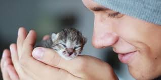 I did have a male that was the same color but he had died last winter by being attacked by an animal outside when i was dreaming i saw that there was another litter of kittens born but they were white and black. What Does The Dream With Kittens Mean Dream Interpretation Why Kittens Dream