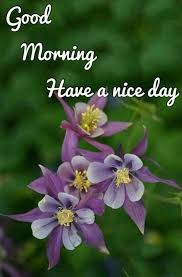 Good Morning Images For Whatsapp Free Download Hd Wallpaper Pictures Photos Of Good In 2020 Good Morning Images Good Morning Wishes Friends Cute Good Morning Images