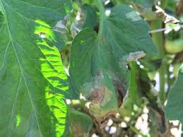 Tomato Late Blight Nc State Extension Publications